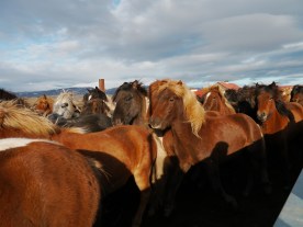 Into the pen to be sorted