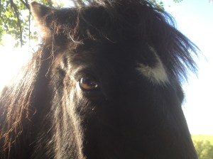 When a horse really looks you in the eyes, you know you have his attention. If you are lucky, you will have his cooperation. If you pay him attention too, you will have his loyalty.