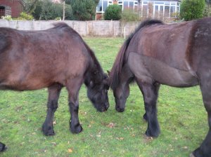 335370_240650269335825_683990083_o