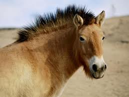 Mongolian Horse