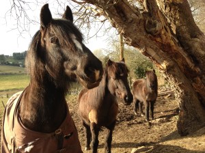 Three Ponies
