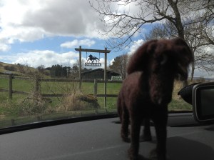 Mini Flegur at Midfield
