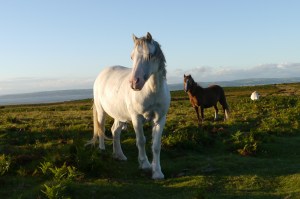 Wild Ponies on Gower