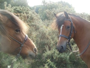 Flicka thinks Sexy Simon is above himself