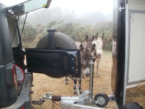 Colin has to chase the 'long-eared' ones away