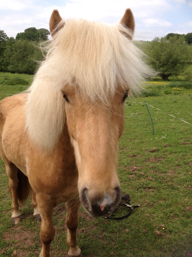 Svipur from Siamber&nbsp;Wen