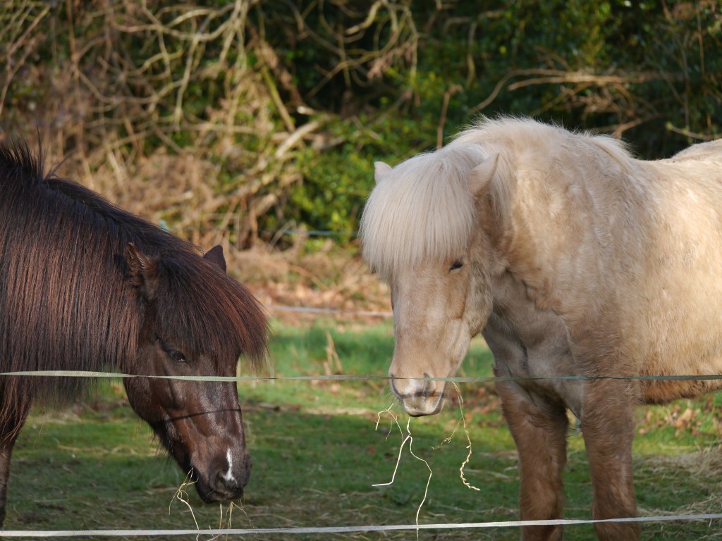 Edda Hestar Easter Show 2015 008