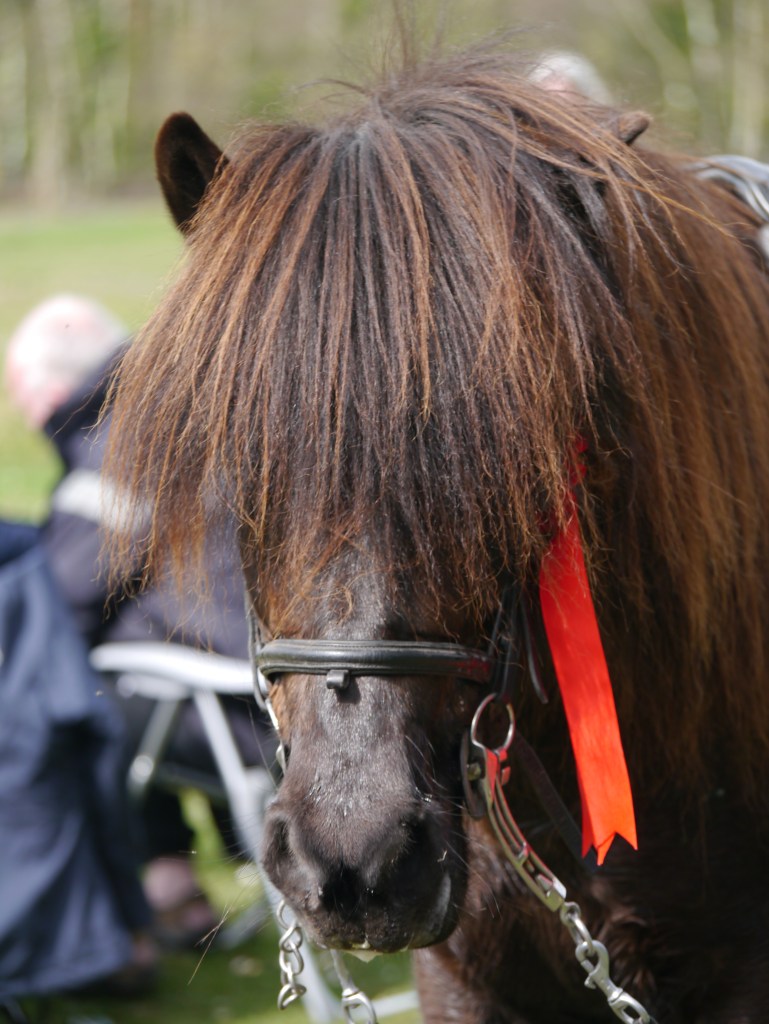 Edda Hestar Easter Show 2015 509