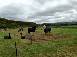 Camp LVH - for Horses!